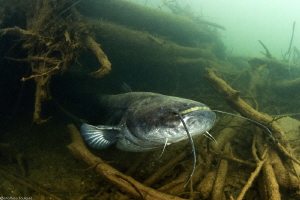 out of the wood (Silurus glanis) by Mathieu Foulquié 